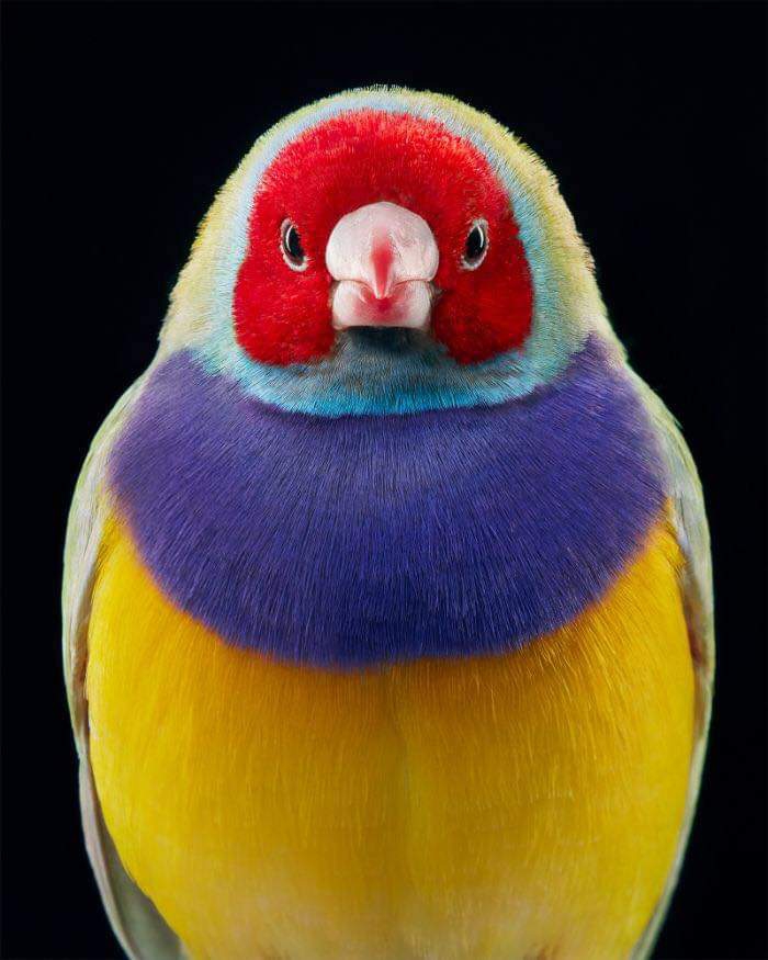 bird