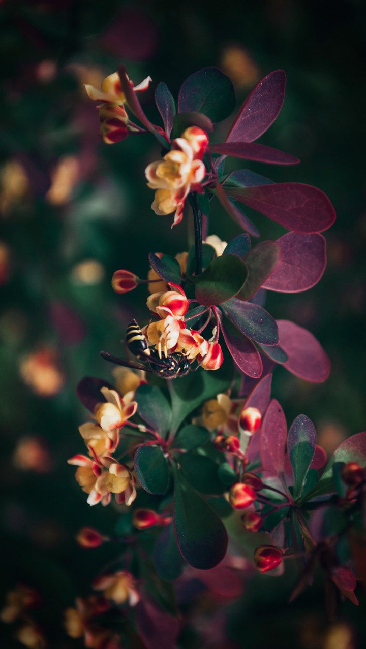 flowers plant