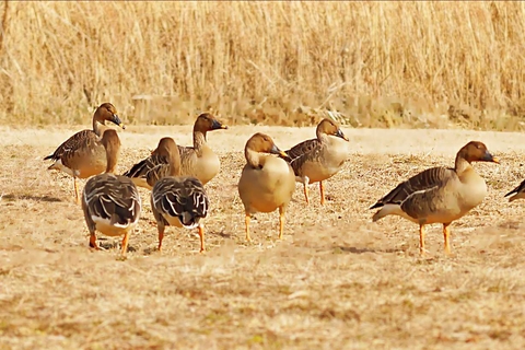 fondos de pantalla beak, seaducks