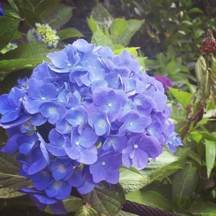 青紫陽花