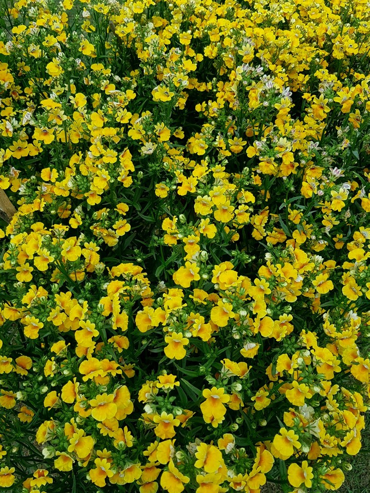 le fleurs jaunes.