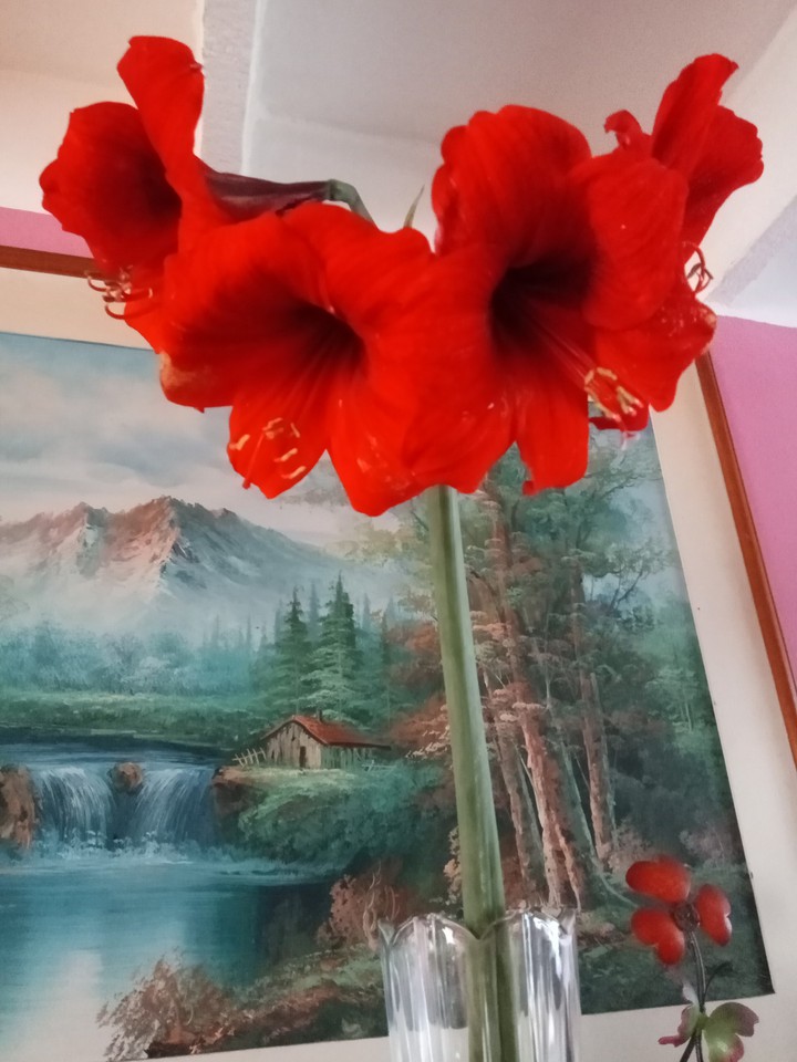 Azucenas hermosas