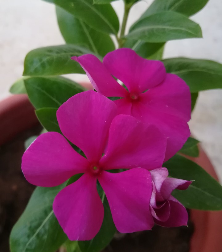 flower