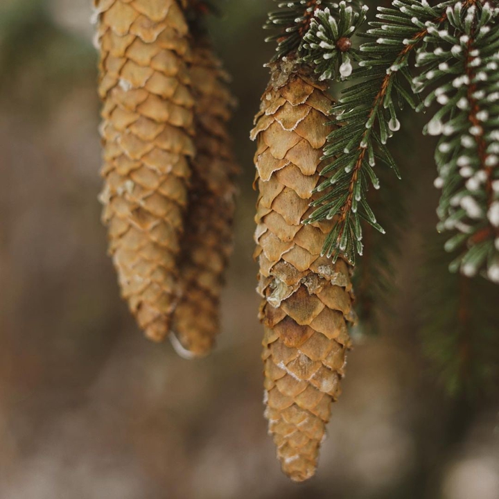 cones