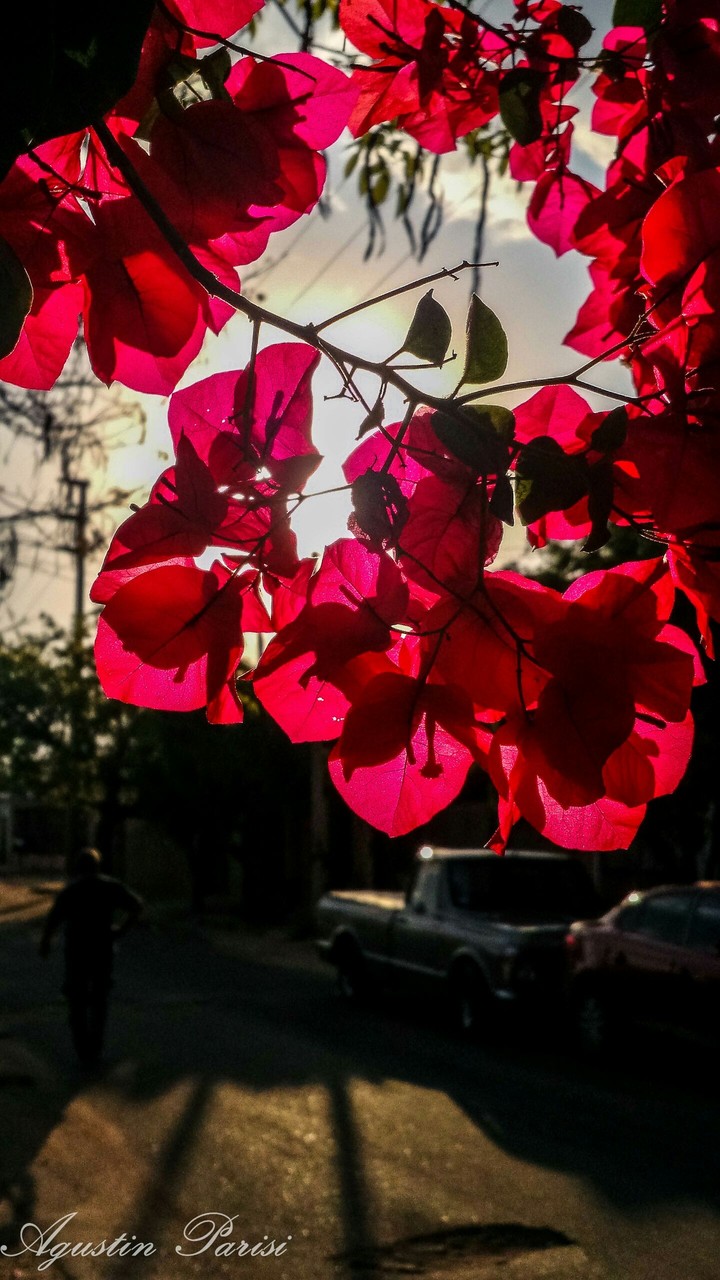 ~Florece mi pueblo~