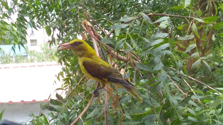 Indian golden Oriole