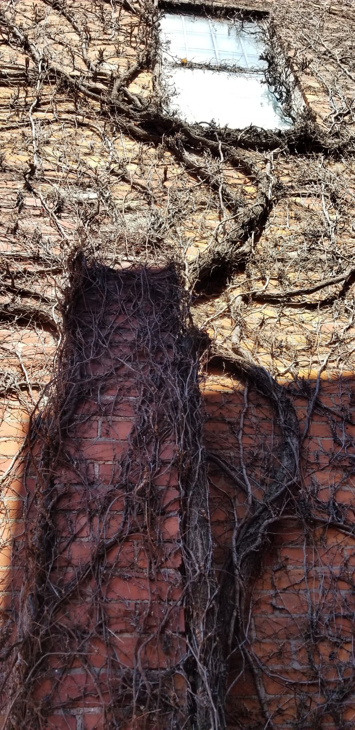climing vines