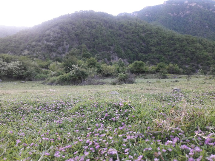 #forest