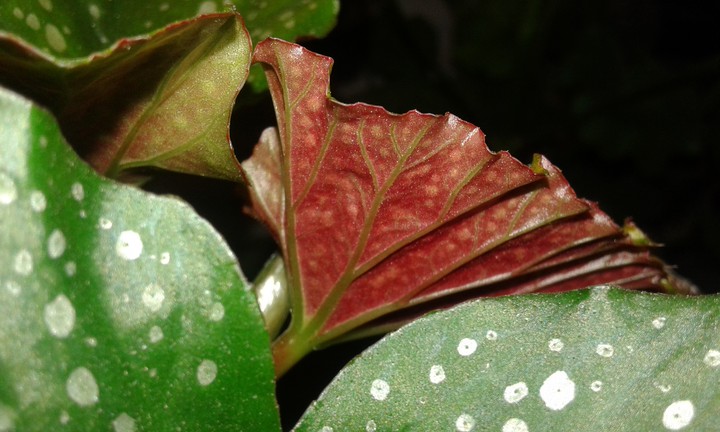 new red leaf