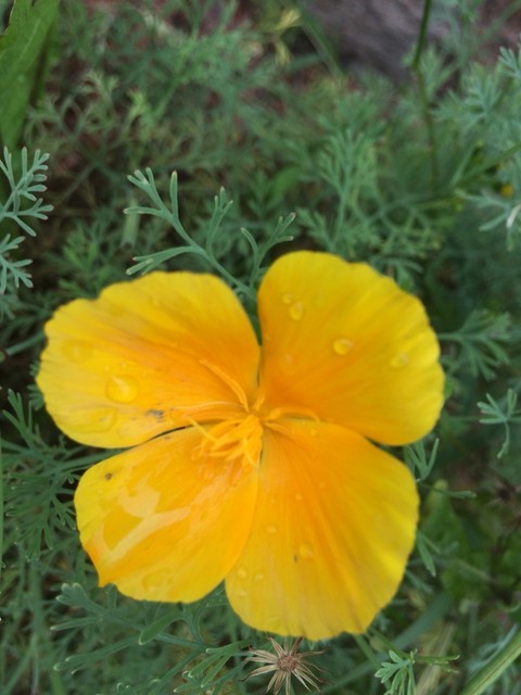 wildflower, flower wallpapers