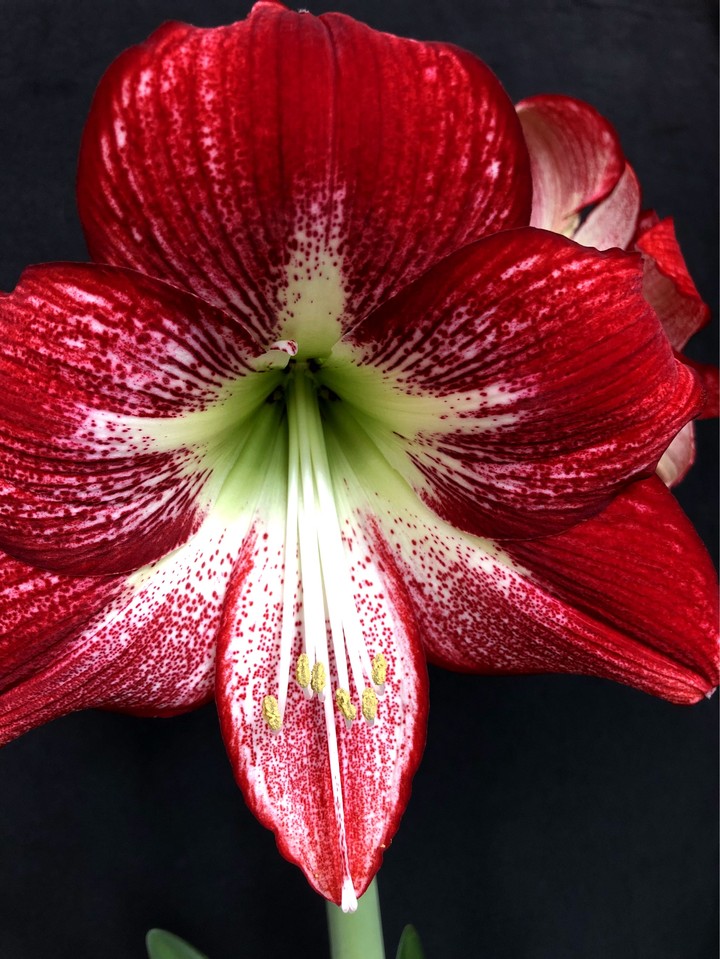 《孤挺花 .朱頂紅 》Amaryllis
