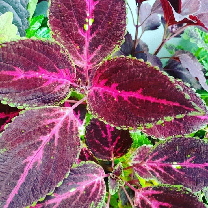 coleus