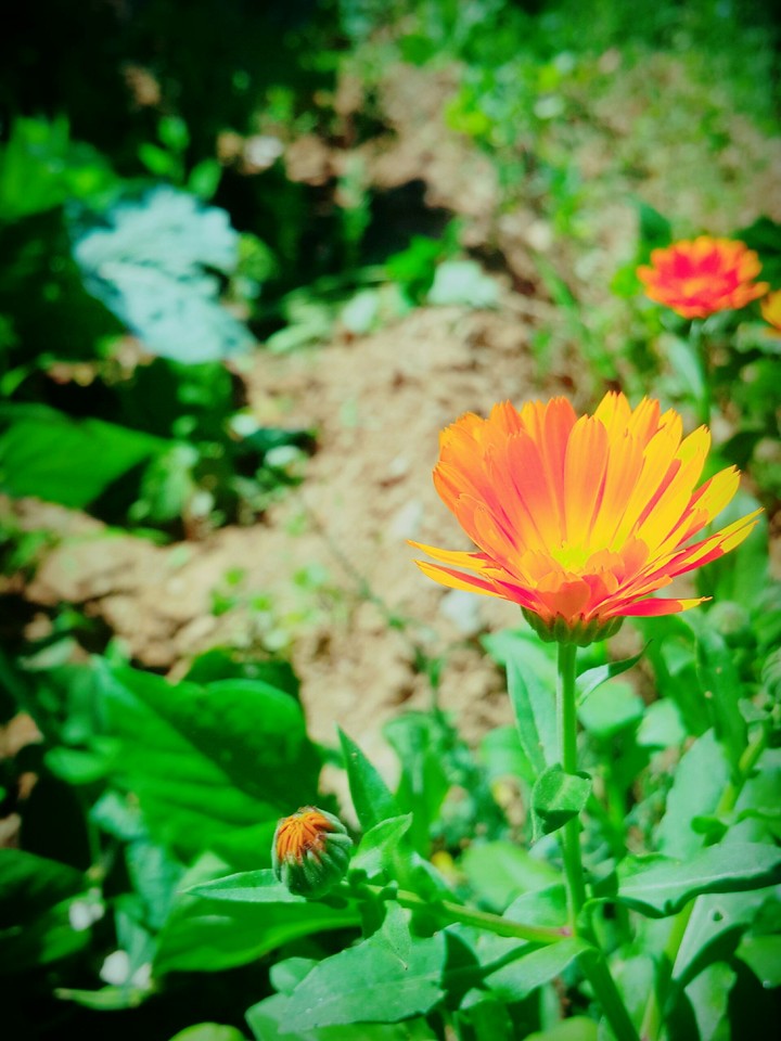 Flowers of love :)