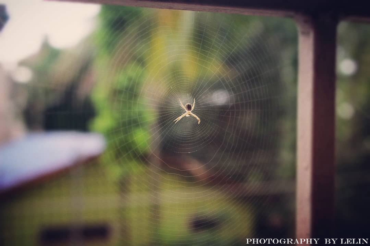 A Spider ?️