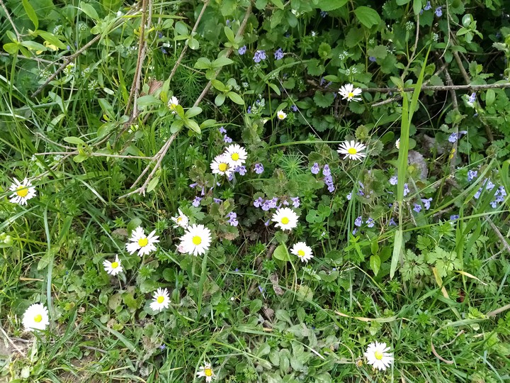 Fleurs de printemps