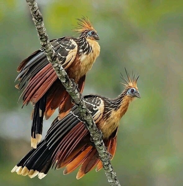 nature