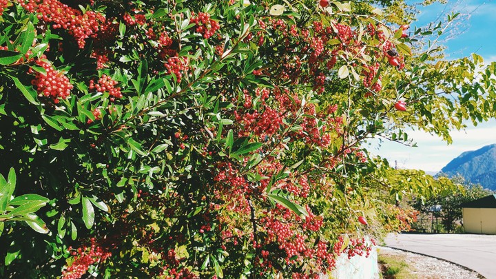 Pyracantha