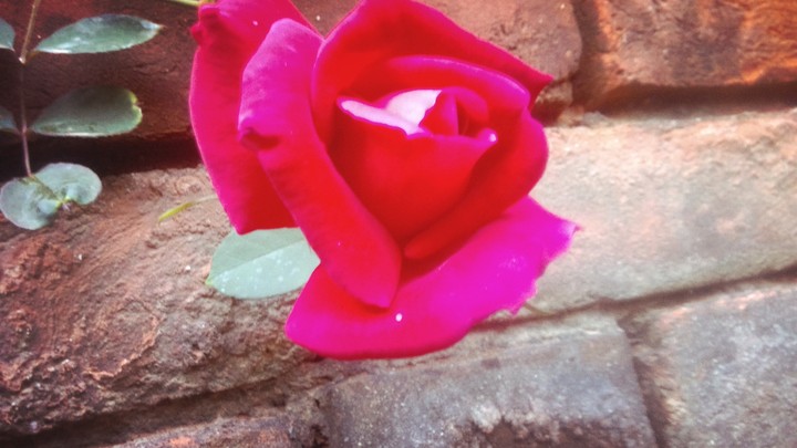 roshni