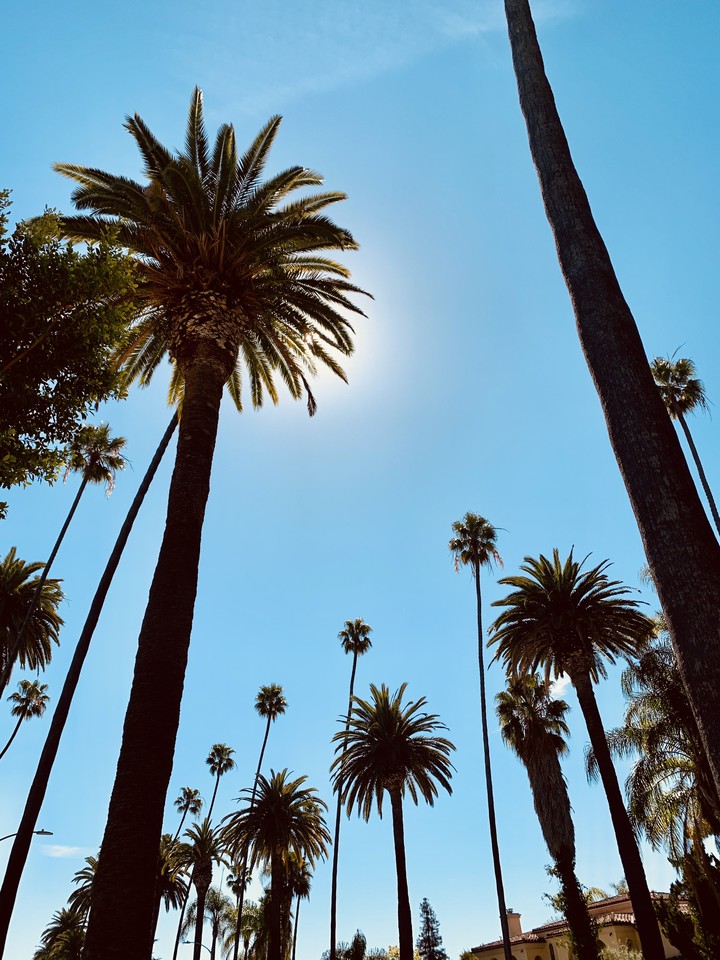 palm trees