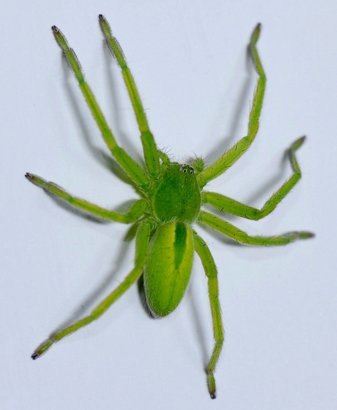 Spider