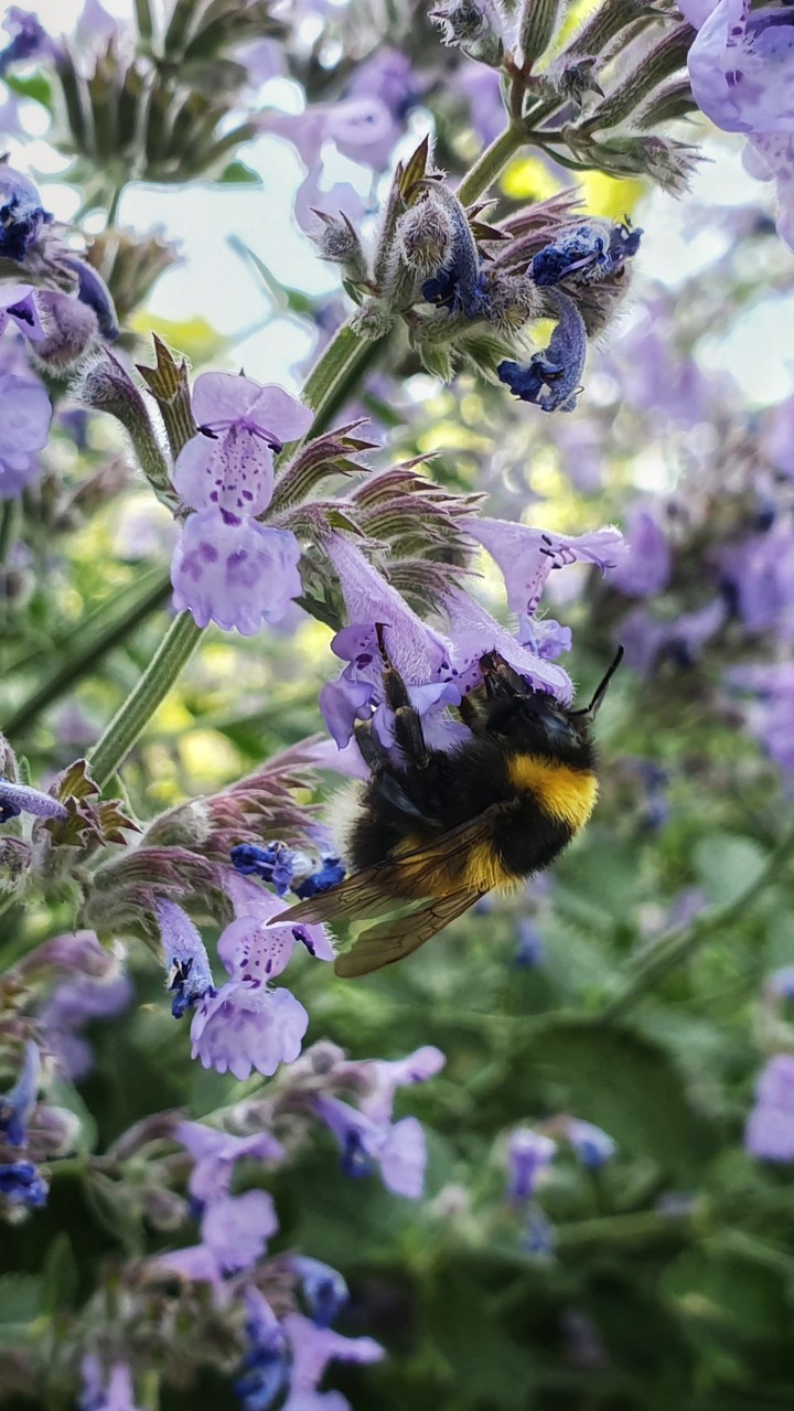 Bee