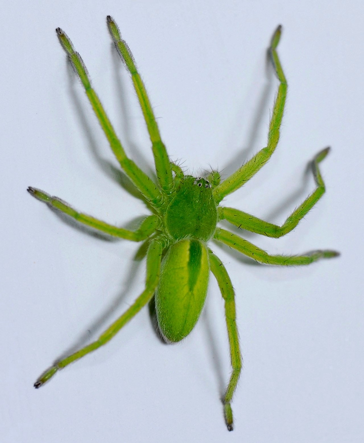 Spider