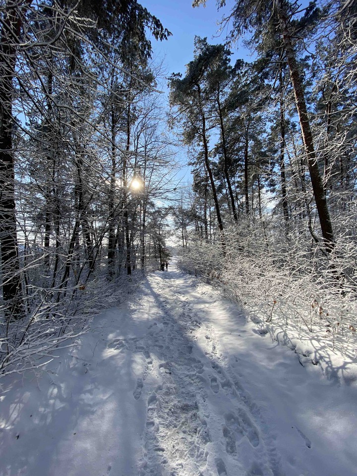 winter ? frost