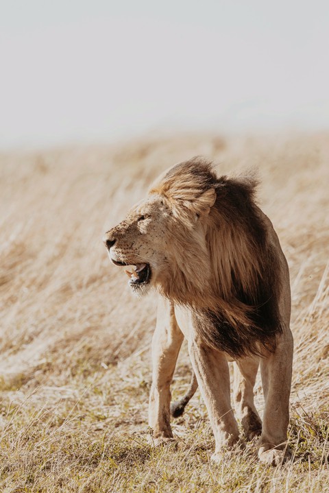 lion