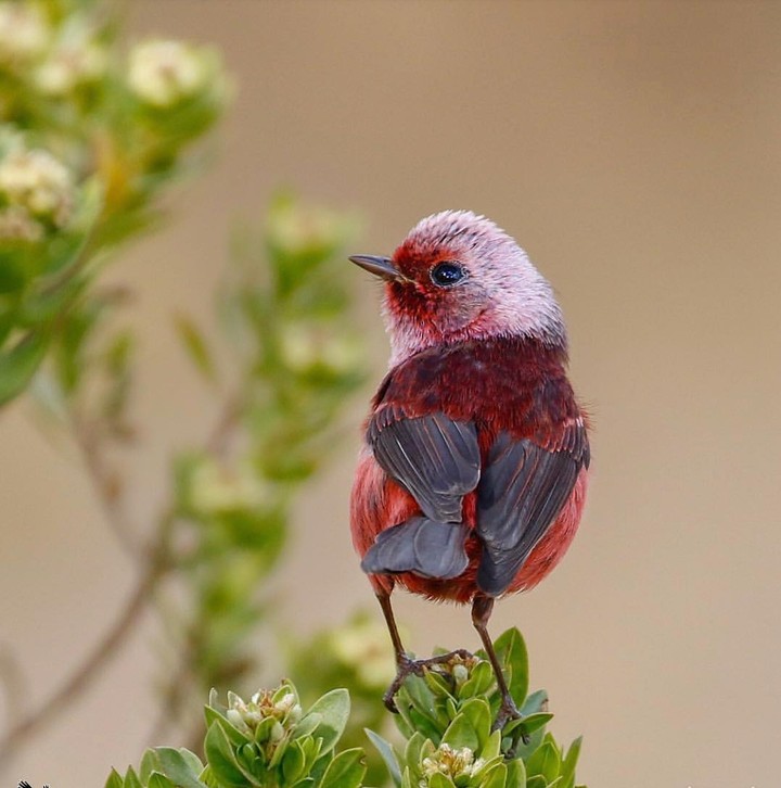 Red bird