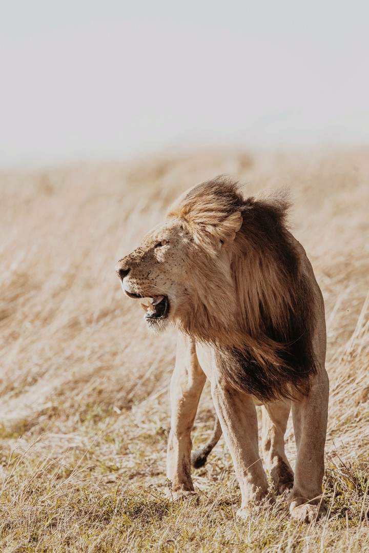 lion