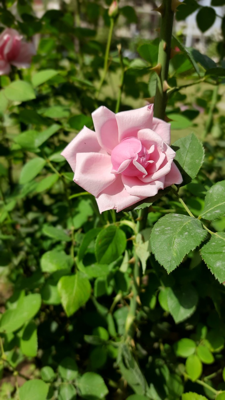 pink rose
