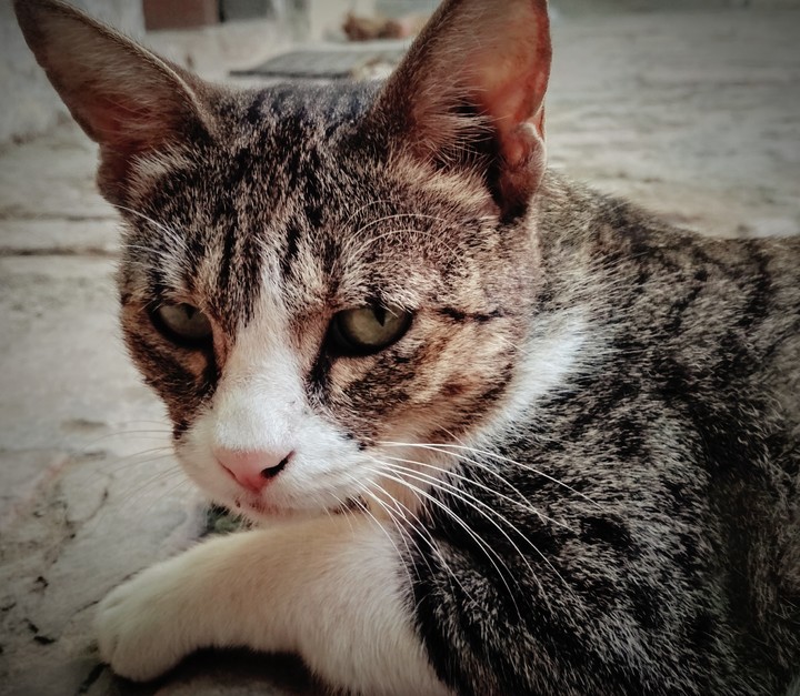 cat