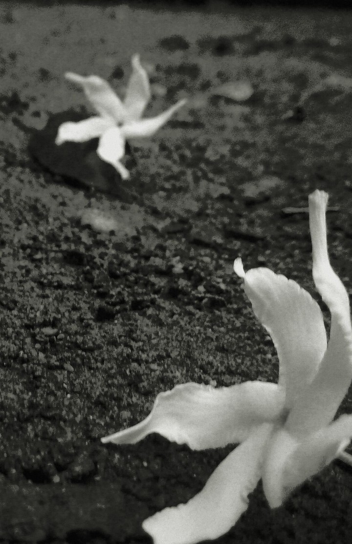 white flower