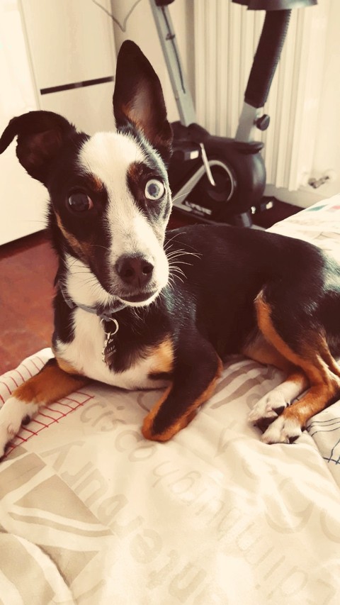 Leila