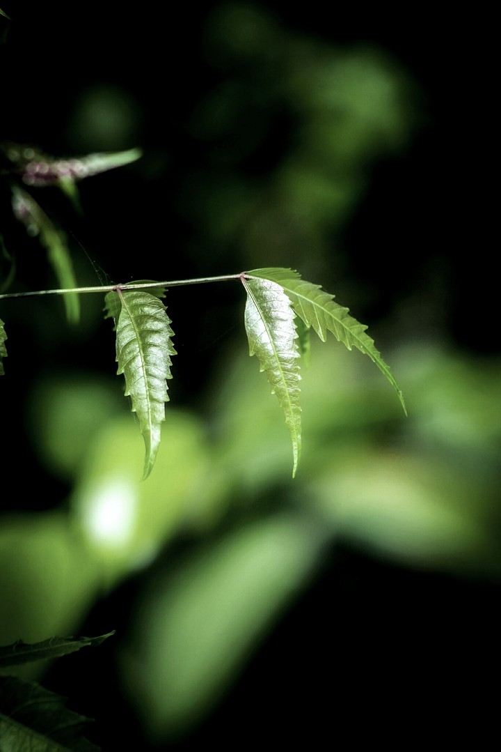 green leaf