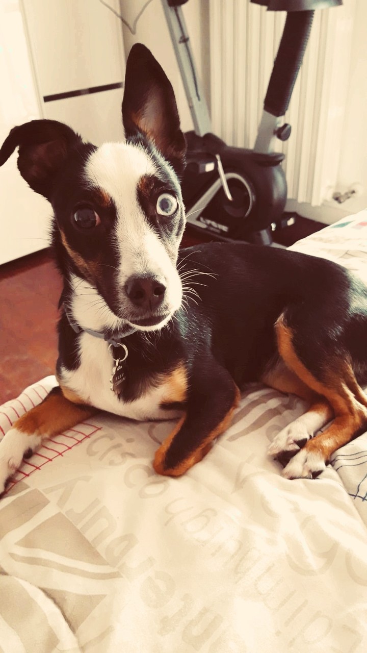 Leila