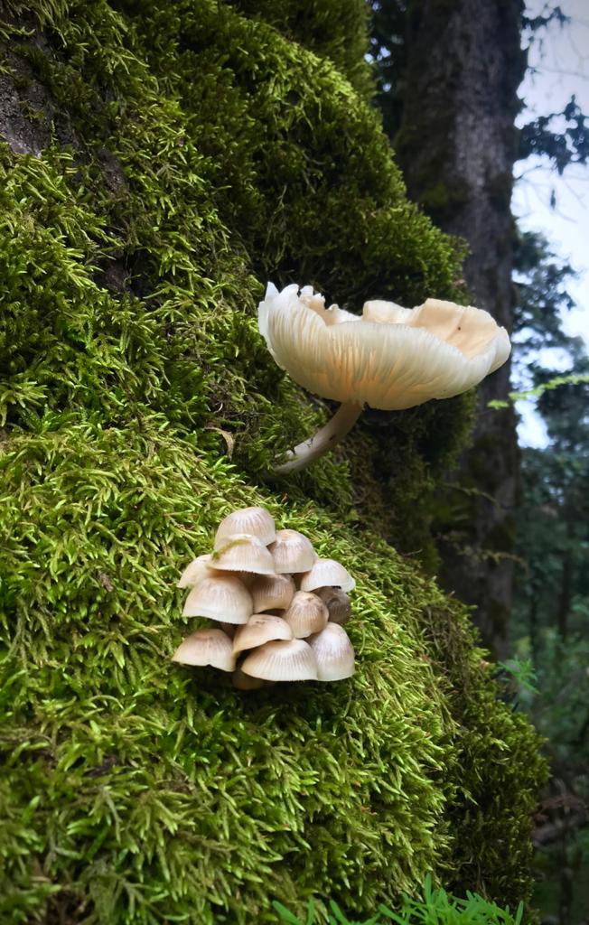 wild mushrooms