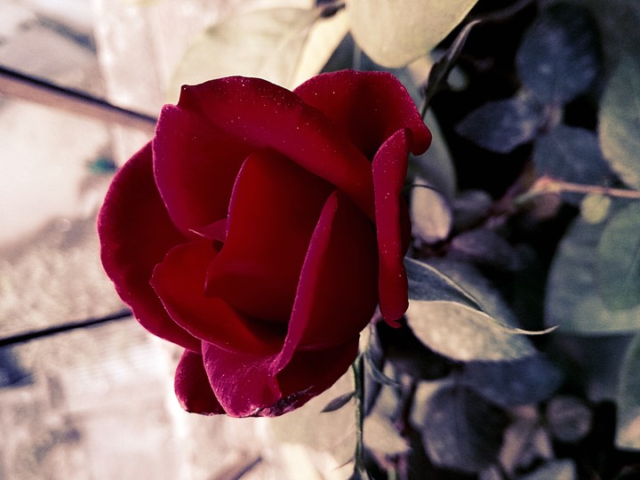 Red rose