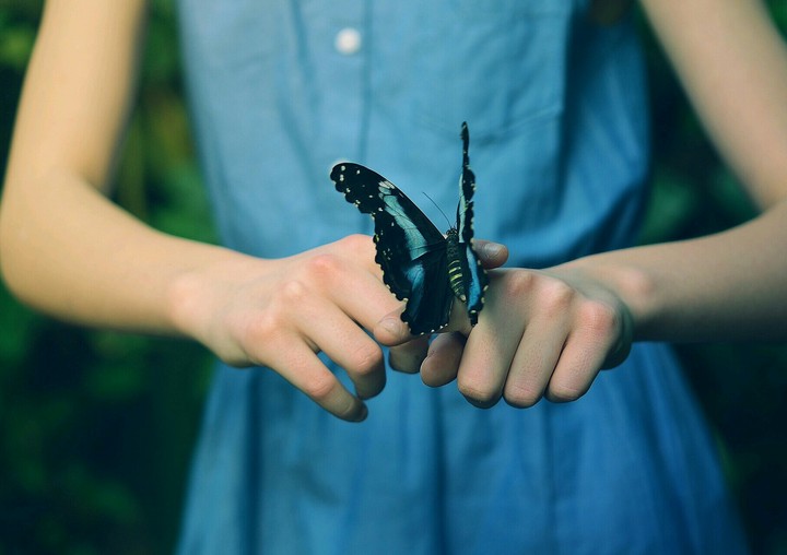 butterfly