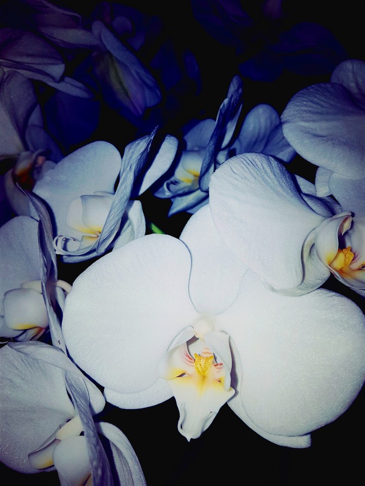 orchids
