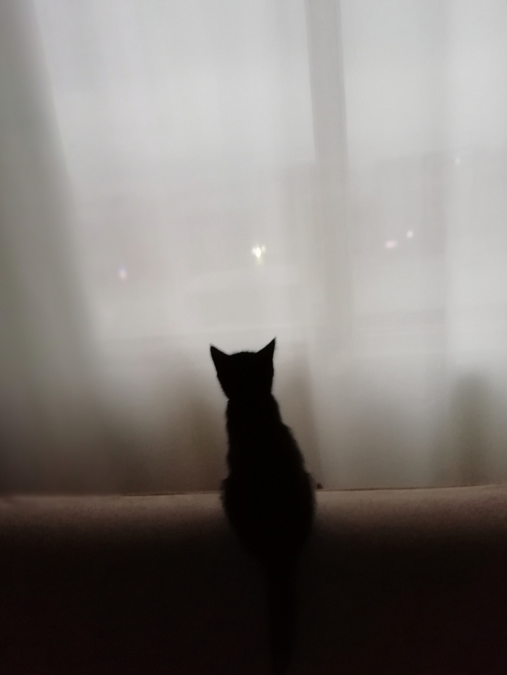 A Cat A World