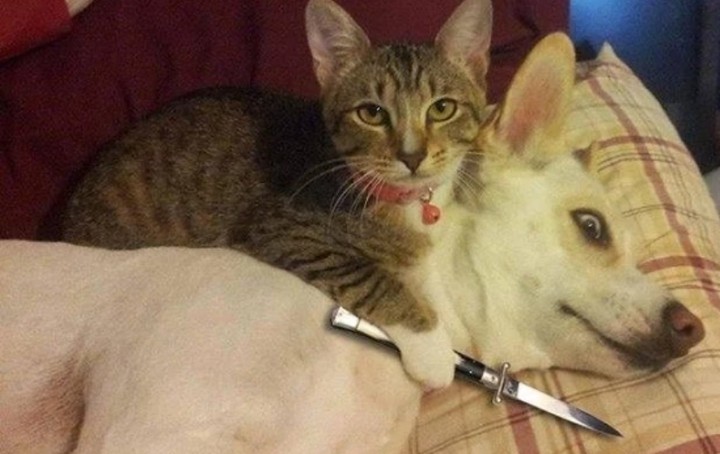 cat vs dog