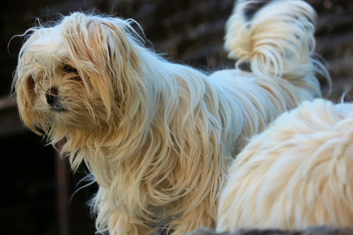 #dog