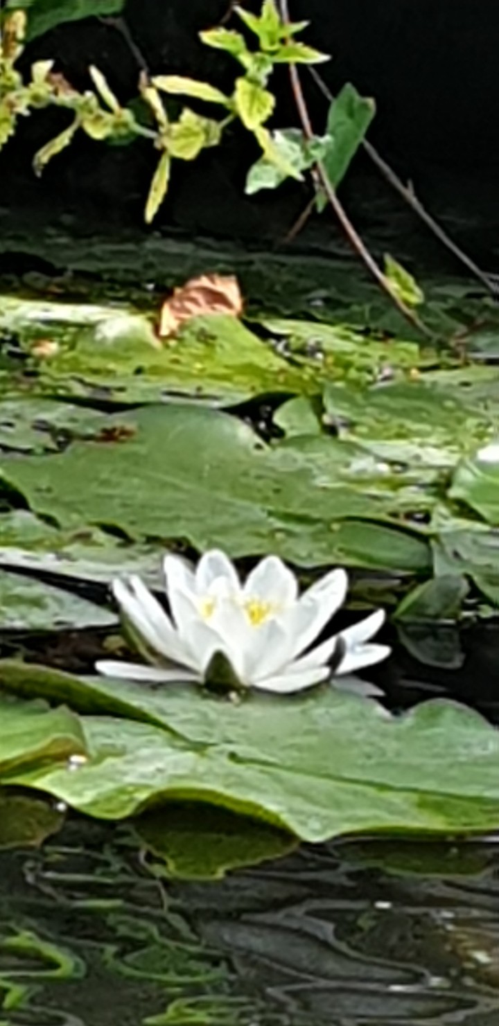Lilly