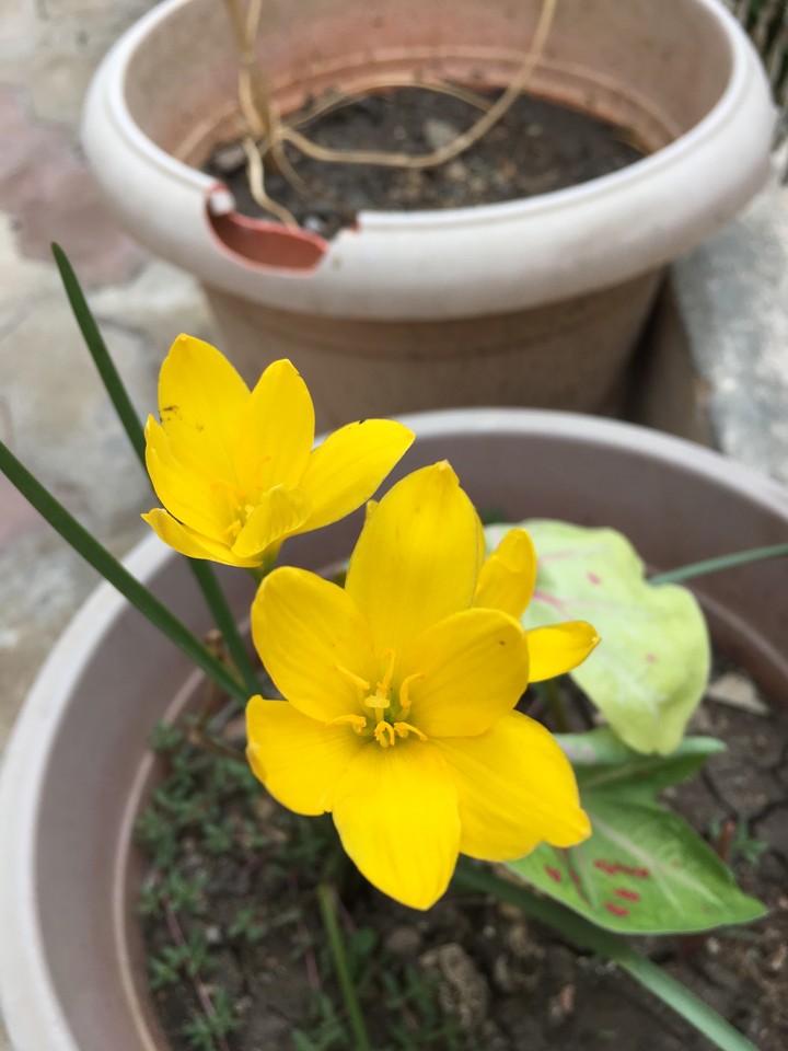 Rain flower