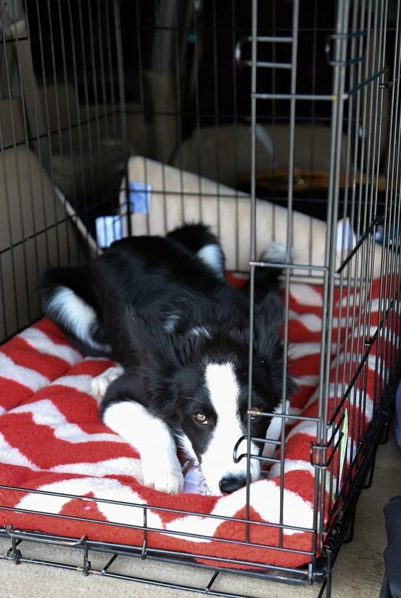 If It's Not A Broder Collie It's Just A Dog