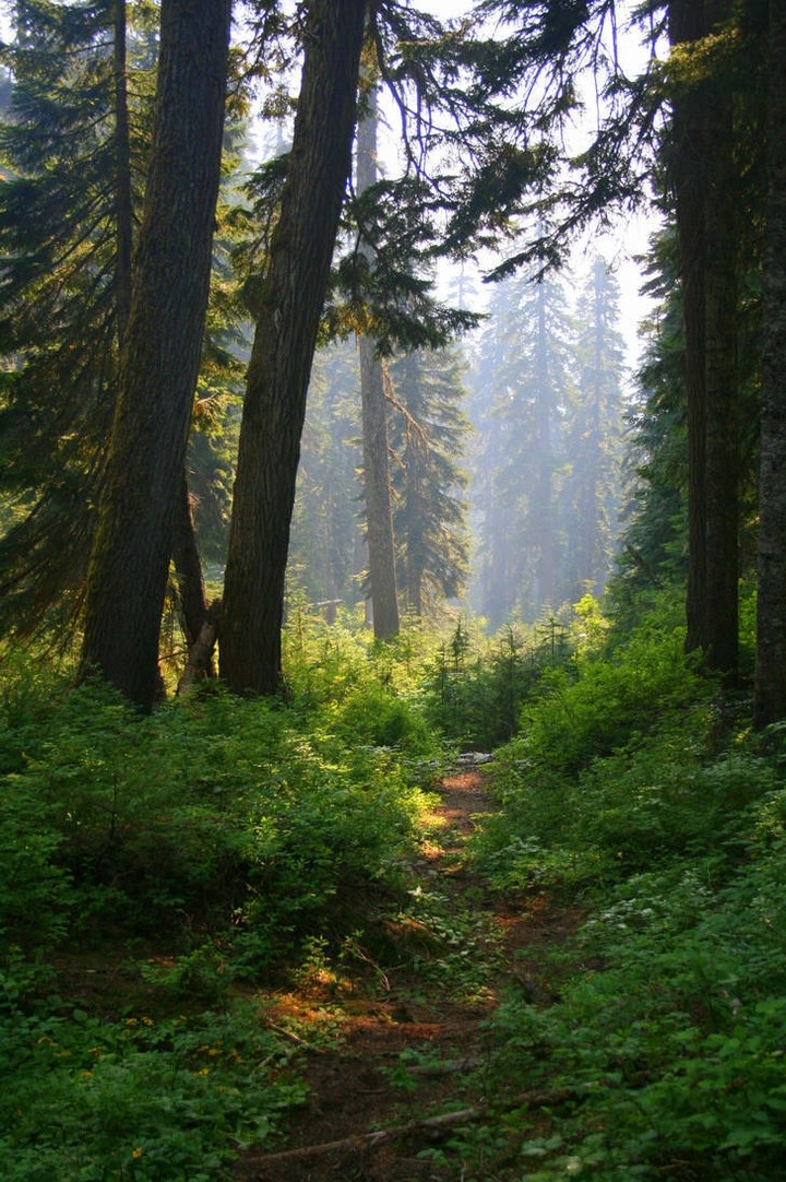 лес