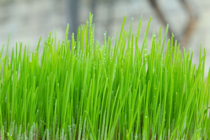 Beautiful grass in spring forest