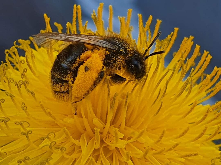 Méh/Bee/Abeja