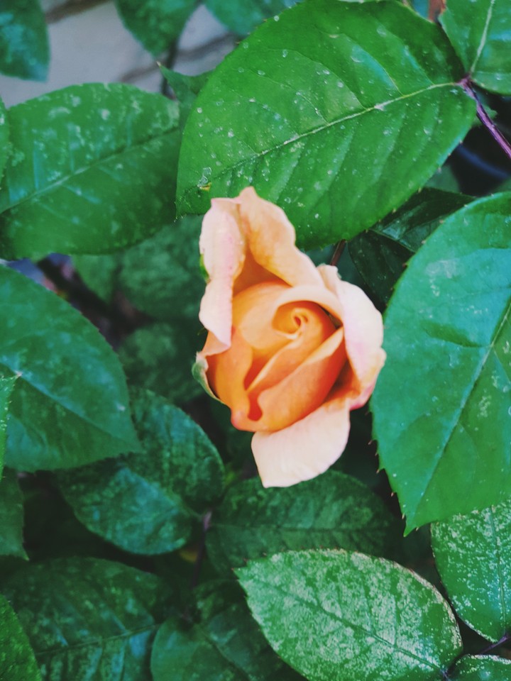 rose